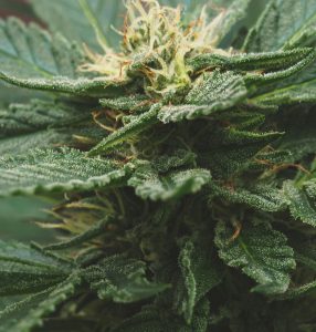 Indica-img